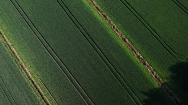 옥수수 필드의 기하학적 옥수수 묘목의 패턴에 옥수수 풍경은 토지를 재배했습니다 — 비디오