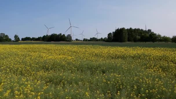 Kırsal Bölgedeki Sarı Çiftlik Kanola Tarlasında Hava Manzaralı Rüzgar Türbini — Stok video