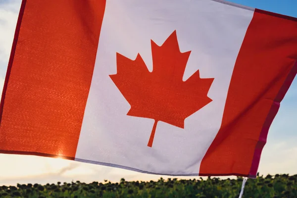 The National Flag of Canada waving on sunset background. Canadian Flag or the Maple Leaf. Tourist traveler or patriotism. Independence day International relations concept