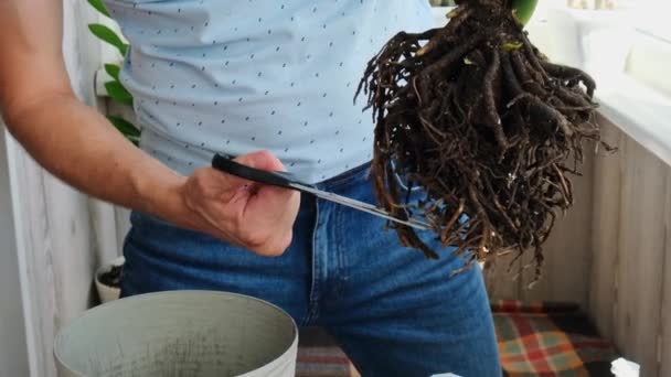 Άνθρωπος Κηπουρός Χέρια Μεταμόσχευση Zamioculcas Σπίτι Φυτό Γλάστρα Καθαρισμός Ριζών — Αρχείο Βίντεο