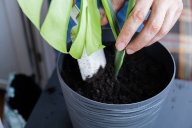 Man gardener hands transplant monstera house plant in pot. Concept of home gardening and planting flowers in pot. Taking care of home plants. Spring replanting clipart