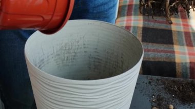 Evdeki yeni çömleğe zamioculcas eken adam. Esrardan kökleri olan drenaj çekme tesisi ekliyorum, yakın plan. Evde çiçekçilik yapıyorum. Boş zaman hobisi