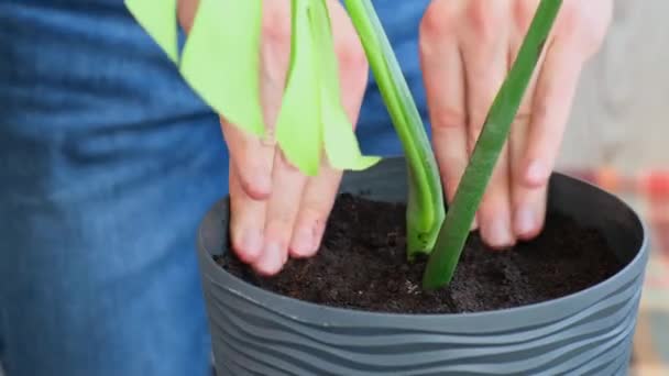 Transplanting Home Potted Plant Monstera New Pot Waking Indoor Plants — Stock Video