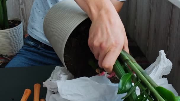 Het Omzetten Van Home Potted Plant Zamioculcas Nieuwe Pot Wakker — Stockvideo