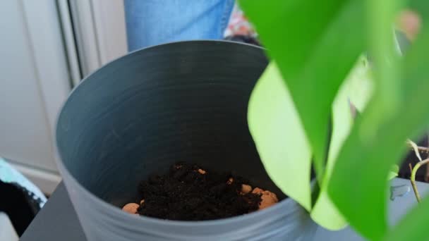 Man Gardener Hands Transplant Monstera House Plant Pot Concept Home — Stock Video