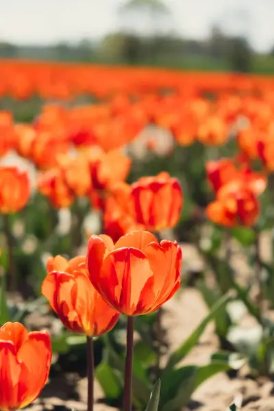 Tulip flowers blooming in the garden field landscape. Stripped tulips growing in flourish meadow sunny day Keukenhof. Beautiful spring garden with many red tulips outdoors. Blooming floral park in sunrise light. Natural floral pattern blowing in wind