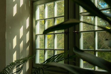 Eski pencerenin yanındaki palmiye yaprağını kapat. Soyut iç tasarım arka plan dekorasyon şablon modellemesi. Ekolojik egzotik bitki kavramı. Yeşil pencereden süzülen sıcak güneş ışığı gölgeleri. Estetik