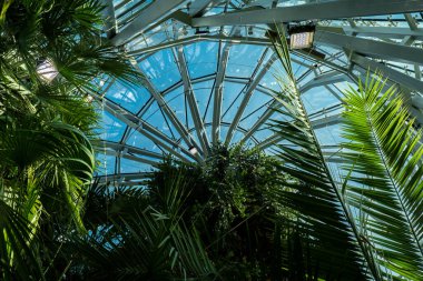 Eski pencerenin yanındaki palmiye yaprağını kapat. Soyut iç tasarım arka plan dekorasyon şablon modellemesi. Ekolojik egzotik bitki kavramı. Yeşil pencereden süzülen sıcak güneş ışığı gölgeleri. Estetik