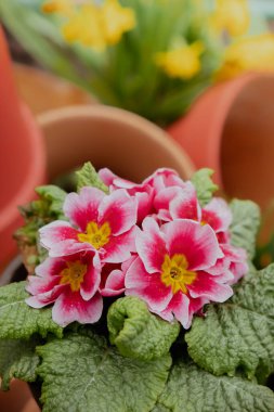 İlkbahar bahçesinde ağaçta sallanan saksılarda bahar çiçekleri. Çiçek açma mevsimi. Duvar kağıdı arkaplan kopyalama alanı. Ev bahçesi için dış tasarım fikri