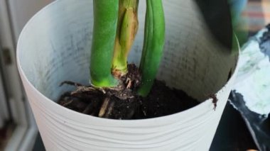 Yeni çömleğe saksı zamioculcas naklediliyor. Kapalı Kapılar Arasında Uyanma Bitkileri ekleniyor. Yeni topraklar, tropikal bitki, sürdürülebilirlik ve çevreyle ilgilenen erkek elleri. Bahar