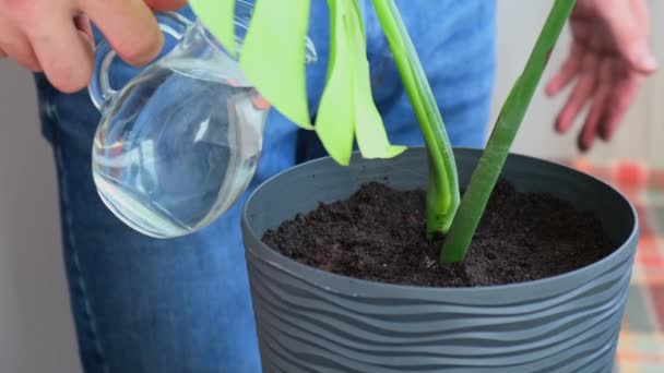 Man Tuinman Handen Transplantatie Monstera Huis Plant Pot Concept Van — Stockvideo