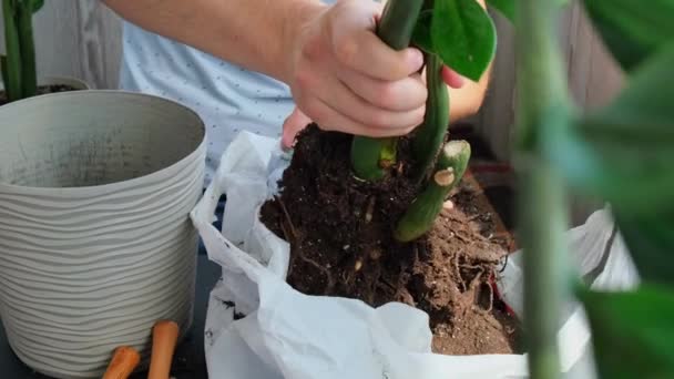 Homem Jardineiro Mãos Transplante Zamioculcas Casa Planta Vaso Conceito Jardinagem — Vídeo de Stock