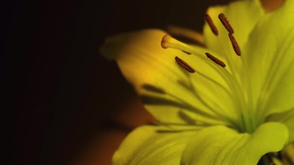 Detailní Velká Lilie Květina Žluté Růžové Neonové Světlo Abstraktní Pozadí — Stock video