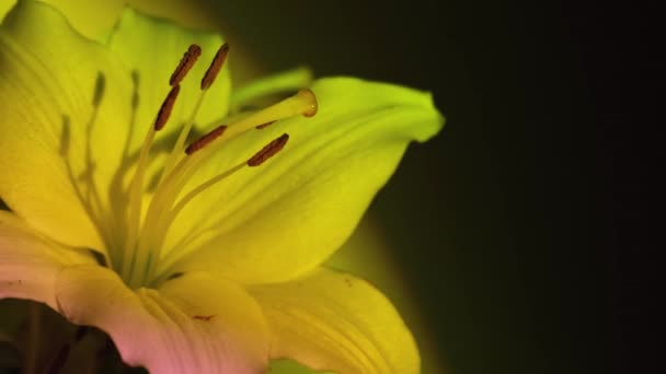 Κοντινό Μεγάλο Λουλούδι Κρίνου Κίτρινο Ροζ Νέον Φως Αφηρημένο Φόντο — Αρχείο Βίντεο