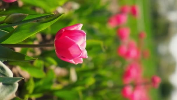 분홍빛 풍경에서 피어나고 있습니다 영상은 야외에 아름다운 정원을 줍니다 튤립이 — 비디오