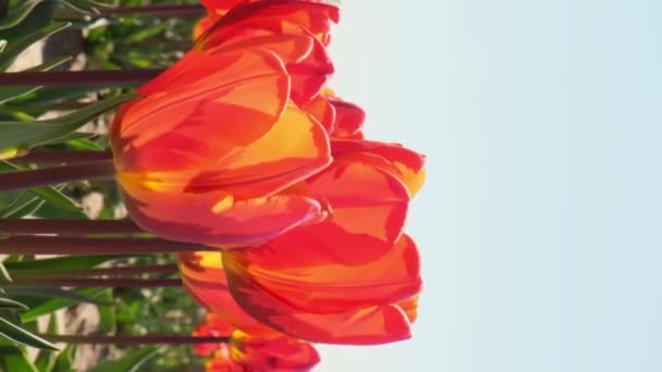 Κόκκινα Λουλούδια Τουλίπας Ανθίζουν Στο Τοπίο Στον Κήπο Κάθετη Πλάνα — Αρχείο Βίντεο