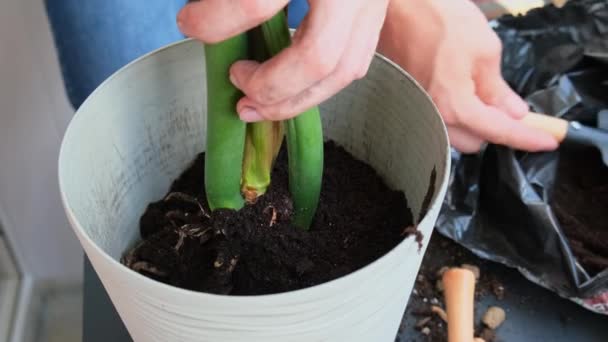 Man Tuinman Handen Transplantatie Zamioculcas Huis Plant Pot Grond Toevoegen — Stockvideo