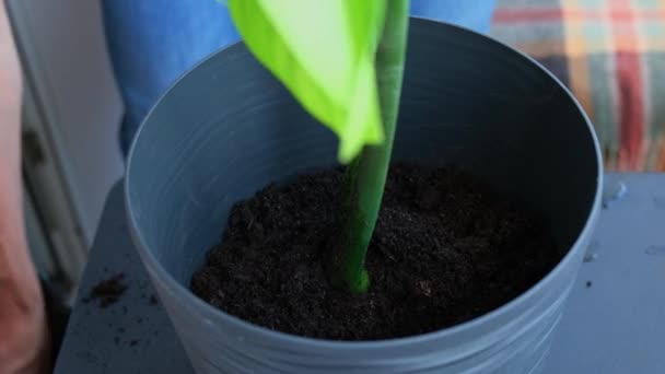 Yeni Saksıya Saksı Bitkisi Naklediliyor Salon Bitkileri Nde Uyanmak Yeni — Stok video