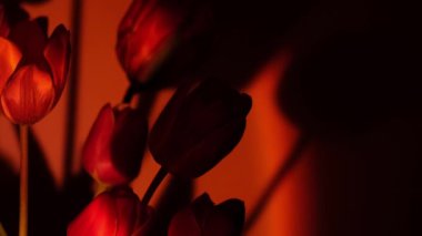 Pembe renkli lale çiçeği kırmızı neon ışıkta mavi ve mor renkte arka planda gece ışığında. Dekorasyon için çiçekler. Yaratıcı karanlık bayram konsepti. Çiçek buketi. Estetik