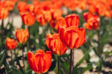 Bahçe arazisinde açan lale çiçekleri. Güneşli bir gün olan Keukenhof 'da büyüyen soyulmuş laleler. Açık havada bir sürü kırmızı lalesi olan güzel bir bahar bahçesi. Güneşin doğuşuyla çiçek parkı. Rüzgarda esen doğal çiçek deseni.