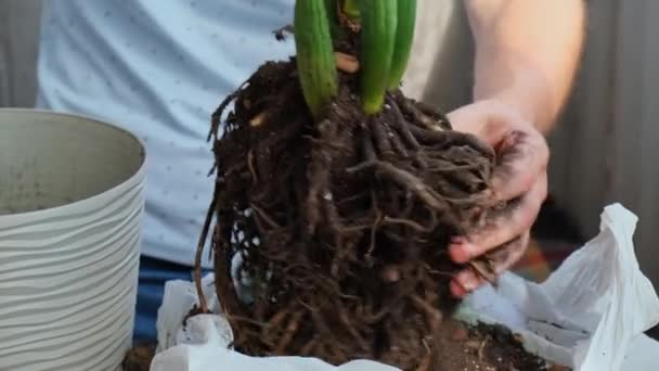 Omplantering Hem Krukväxter Zamioculcas Till Kruka Rengör Rötterna Vakna Inomhus — Stockvideo