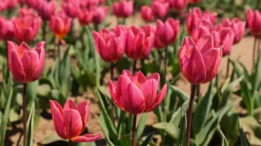 Bahçe arazisinde açan pembe lale çiçekleri. Açık havada bir sürü kırmızı lalesi olan güzel bir bahar bahçesi. Güneşin doğuşuyla çiçek parkı. Çayırlarda büyüyen soyulmuş laleler.