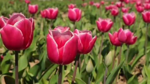 粉红色的郁金香在花园的田野里盛开 美丽的春天花园 外面有许多红色的郁金香 在日出的阳光下盛开的花圃 茂盛的草地上生长着被剥落的郁金香 — 图库视频影像