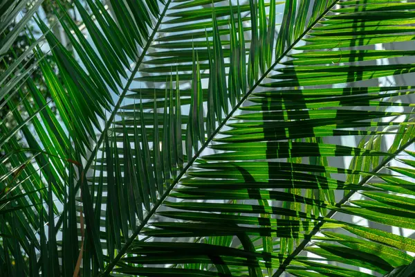 Close up of palm leaf. Abstract minimal interior design background decor template mockup. Concept of ecology exotic plant. Aesthetic Green plants in botanical garden. Natural backdrop
