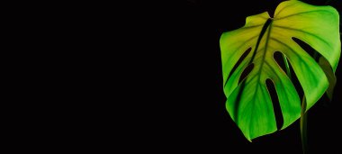 Karanlık arka planda canavar silueti yaprağı ve günbatımının estetik lambasından gelen ışık. Projektör sarı ışık altın saat etkisi. Ev bitkileri evde sürdürülebilir çevre dostu uyum alanı