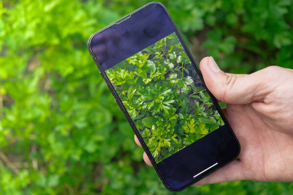 Рука фермера фотографирует урожай петрушки в саду со смартфоном. Интернет-продажи через социальные сети ловят выращенные органические овощи из теплицы. Концепция умных фермерских технологий