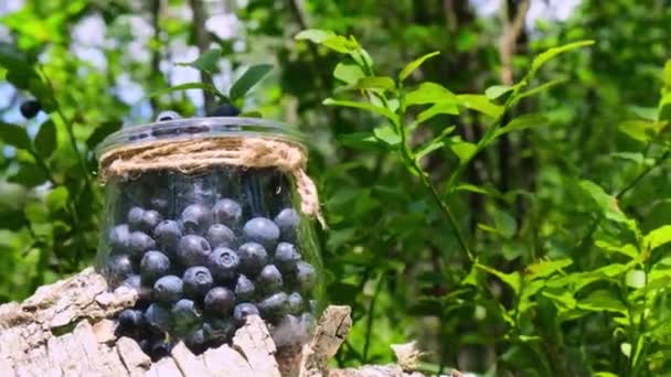 Yeşil Yapraklı Yaban Mersinli Ormanın Yakın Çekimi Kırsal Yaşam Çevre — Stok video