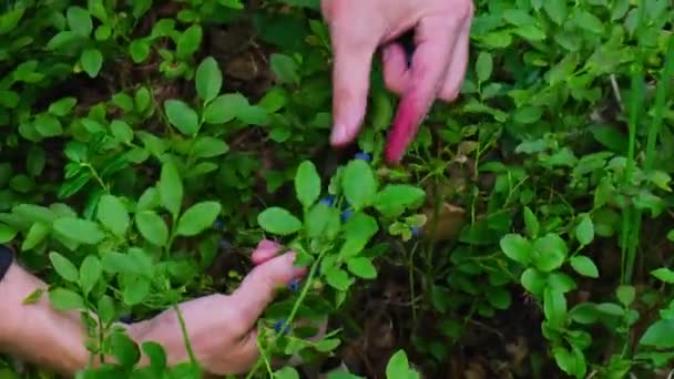 Ormanda Yeşil Yapraklı Yabanmersini Toplayan Erkeklerin Yakın Çekimi Nsanlar Böğürtlen — Stok video