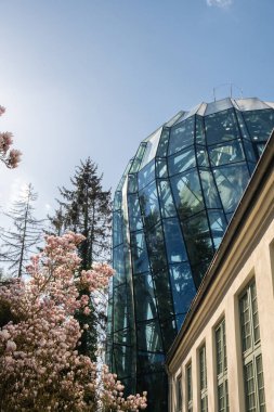 Sulanj manolyası güneş doğarken cam sera bahçesinin yanındaki ağaç dalına yakın plan. İlkbaharda çiçek açan pembe manolya. Pembe Çin ya da çay tabağı manolya çiçeği ağacı. Yumuşak pembe ve beyaz çiçekler doğa arkaplanı