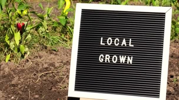 Mensagem Crescimento Local Fundo Fresco Eco Friendly Bio Pimentas Cultivadas — Vídeo de Stock