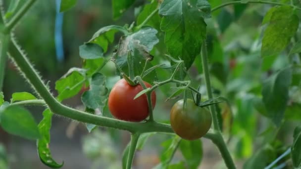 Çiftçi Serada Cherry Domates Hasadı Topluyor Sebze Tarlaları Olgun Taze — Stok video
