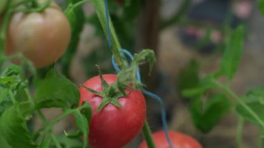 Cam serada yetişen olgun kırmızı domates bitkilerini toplayan erkek çiftçi. Organik sebze bahçesinde taze, doğa dostu domatesler. Sürdürülebilir tarım 