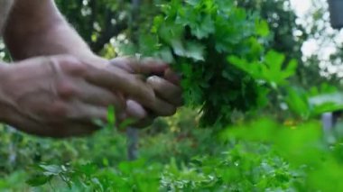 Erkek eller bahçe yatağından taze yetişmiş maydanoz topluyor. Yerel olarak yetiştirilen tarımsal sağlıklı kır hayatı kavramı. Çiftçilik 