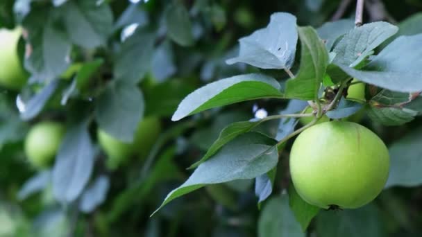 Πράσινα Ώριμα Μήλα Που Καλλιεργούνται Στον Κήπο Εγχώρια Βιολογικά Φρούτα — Αρχείο Βίντεο