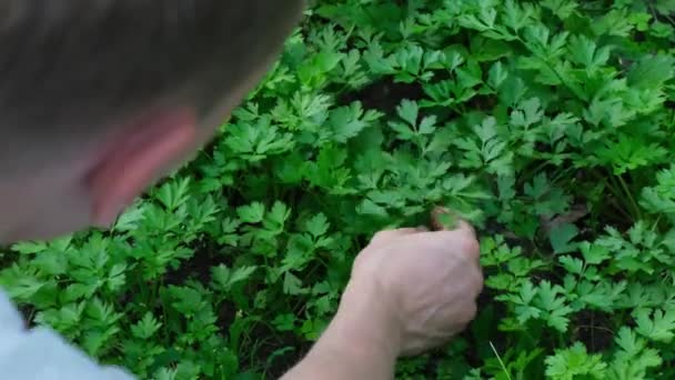 Çiftçi Elleri Açık Havada Maydanoz Toplar Organik Işleri Yeşillik Bitkileri — Stok video