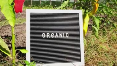 Bahçe yatağının arka planında dolmalık biberli ORGANIC yazılı mektup panosu. Organik tarım, yerel sebze üretimi. Yerel çiftçileri destekliyorum. Mevsimlik pazar 