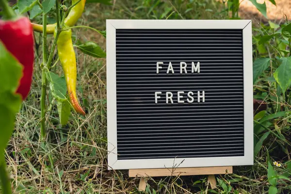 Bahçede taze çevre dostu biber yetiştirilmiş taze biberin arka planında FARM FRESH mesajı. Kırsal gıda üretim konsepti. Yerel olarak hasat üretiliyor. Sürdürülebilirlik ve sorumluluk 