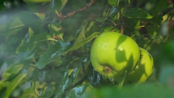 Αγνώριστος Αγρότης Ποτίζει Μήλα Επαγγελματικό Ψεκαστήρα Καλλιεργήσιμη Καταπολέμηση Παράσιτα Στον — Αρχείο Βίντεο