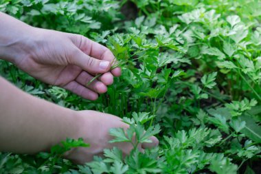 Erkek eller bahçe yatağından taze yetişmiş maydanoz topluyor. Yerel olarak yetiştirilen tarımsal sağlıklı kır hayatı kavramı. Çiftçilik 