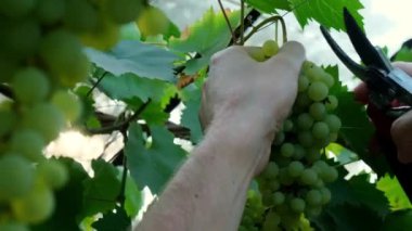 Erkek çiftçi üzüm bağından taze yetişmiş üzüm topluyor. Şarap üretimi. Yerel olarak yetiştirilen tarımsal sağlıklı kır hayatı kavramı. Güneş ışığı hasatı aydınlatır. Çiftçilik 