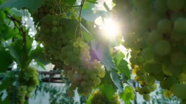 Şarap imalatçısının ellerini kapat ve gün batımında üzüm bağında açık hava topla. Organik ev işleri ve yeşillik yetiştirme. Yerel yetiştirilmiş taze meyveler.
