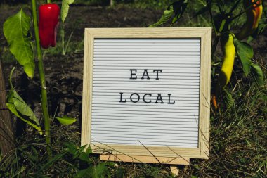 Bahçe yatağının arka planında dolmalık biberli 