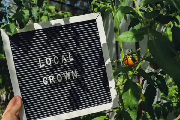 Seranın arka planında kiraz domatesli LOCAL mesajı olan bir pano. Organik tarım, yerel sebze üretimi. Yerel çiftçileri destekliyorum. Mevsimlik pazar 