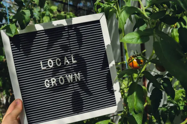 stock image Letter board with text LOCAL GROWN on background of greenhouse with cherry tomatoes. Organic farming, produce local vegetables concept. Supporting local farmers. Seasonal market 