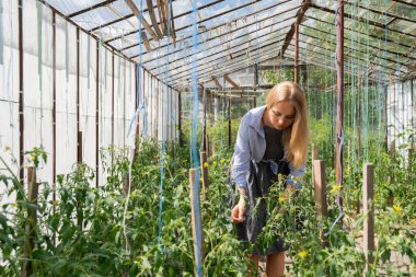 Bahçıvan, Glass Hothouse 'da serada sallanan kiraz domatesleriyle çalışıyor. Agronomist organik domatesleri inceler. Çevre dostu vejetaryen gıda üretimi