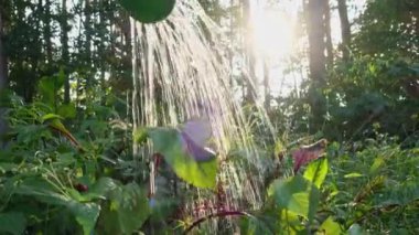 Bahçıvan pancar sulama sebze bitkileri yeşil bahçe yatağında sulama tenekesinden su ile yakın çekim. Sağlıklı ev yapımı organik tarım kavramı